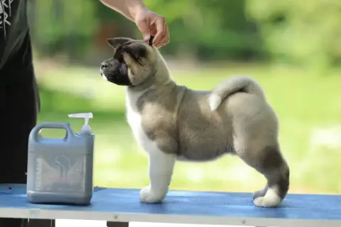 Akita Americain  Chiot N°3 Sendosan
