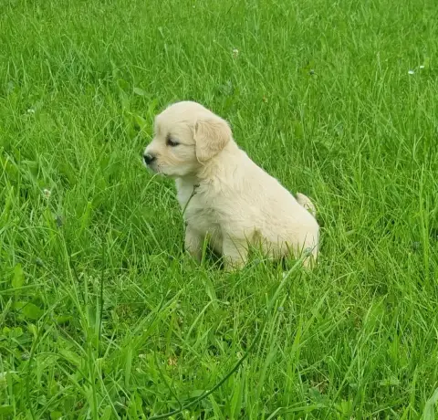 Golden Retriever photo 2