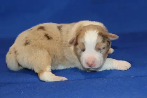Berger Australien  Chiot N°5 Du Domaine De La Canurie ed744