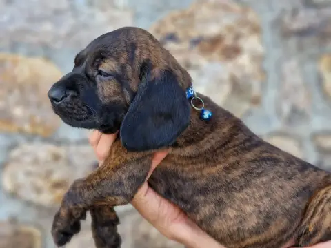 Chien De Rouge De Hanovre  Chiot N°6 De La Dent Rouge 1b000
