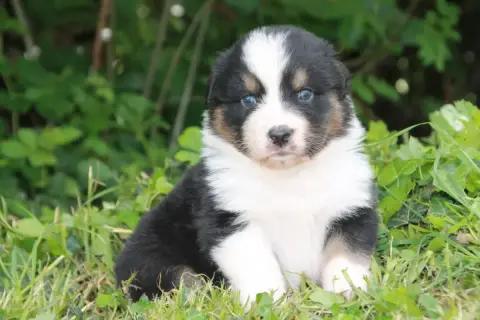 Berger Australien  Chiot N°1 Du Rêve Des Joyaux