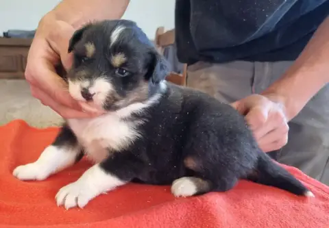 Berger Australien  Chiot N°4 Des Hirondelles Du Voyag 8d815