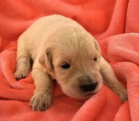 Golden Retriever  Blondie photo 3