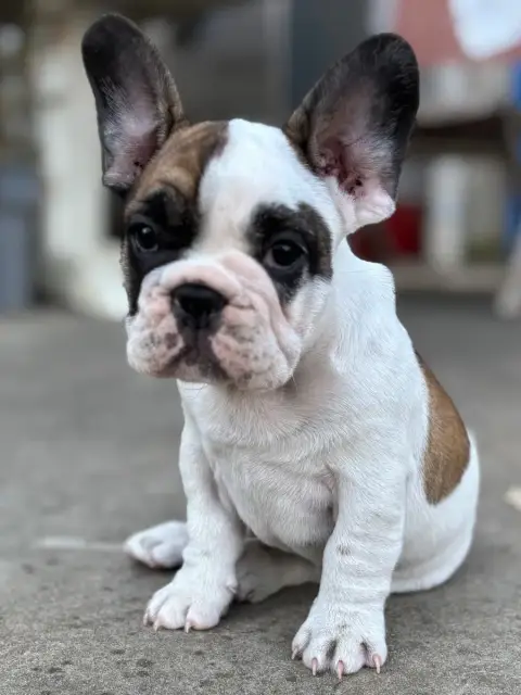 Bouledogue Français  Baloo Du Royaume Des Anges Gardi 6d638 photo 2