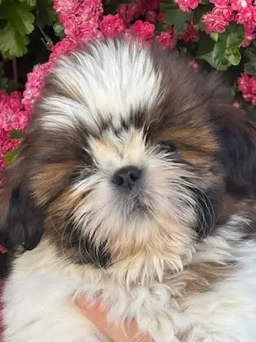 Shih Tzu  Biscuit De La Baronnerie Des Cuillerdier