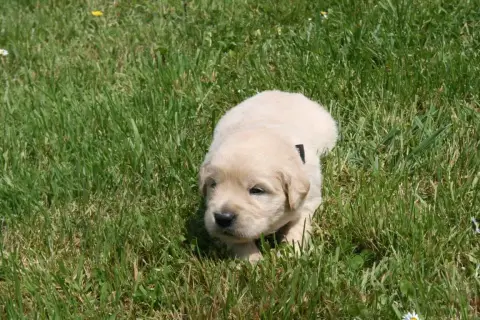 Golden Retriever  Femelle 5 Des Jardins De Vesco