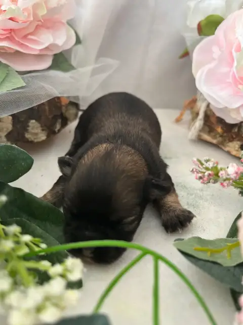 Chihuahua  Brad Del Sole Splendente