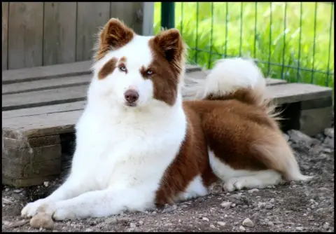 Laika De Iakoutie  Brave Hercule Maho No Tsuki photo 3