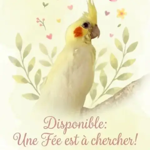 Jolie Calopsitte Eam À Adopter