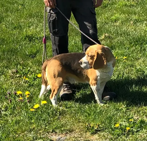 Beagle  Astro Des Ronciers Pourpres