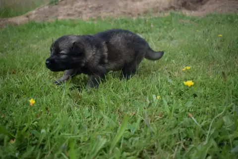 Berger Allemand Poil Long  Chiot N°6 Une Patte De Dia 5f3b7 photo 3