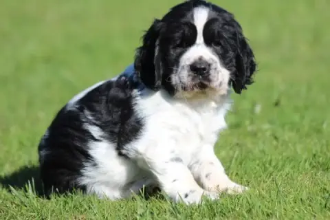 English Springer Spaniel photo 2