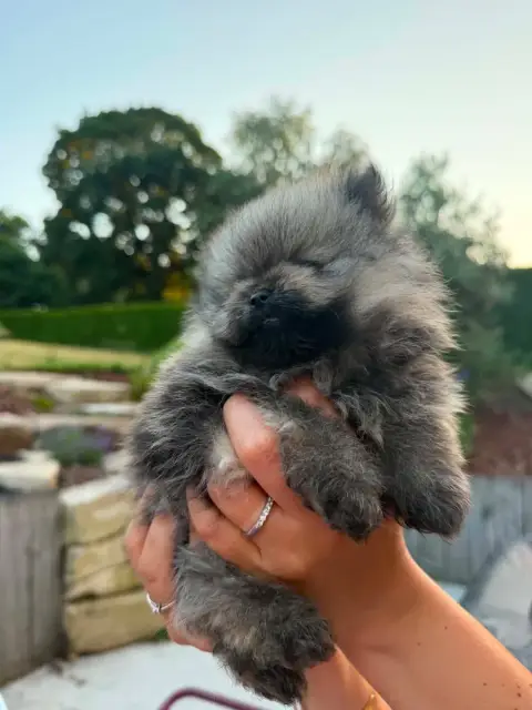 Spitz Allemand 
                        Femelle Orang f7ece