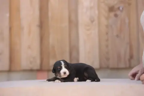 Bouvier Bernois 
                        Chiot 6 De L 2cc19 photo 2