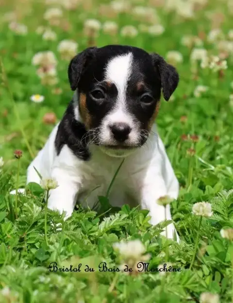 Parson Russell Terrier  Bristol Du Bois De Morchène 91fdf