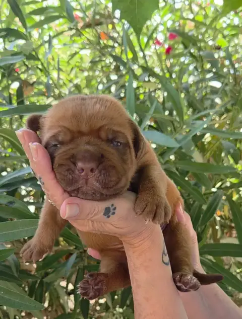 Dogue De Bordeaux 
                        Chiot N°2  37229