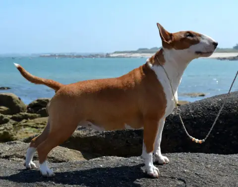 Bull Terrier  Chiot 1 By The Wall photo 3