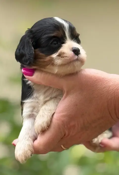 Cavalier King Charles Spaniel  Mâle Du Royaume D’Héra aaae2