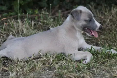 Whippet photo 3