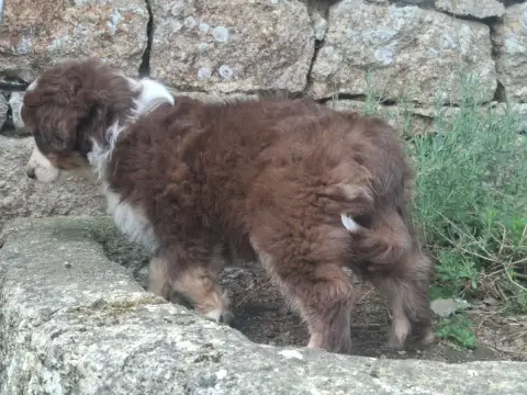 Berger Américain Miniature  Chiot Bam photo 3