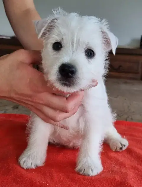West Highland White Terrier  Chiot N°4 663 Des Hirond fbede photo 3