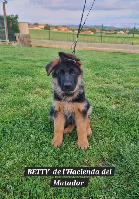 Berger Allemand  Betty De L'Hacienda Del Matador
