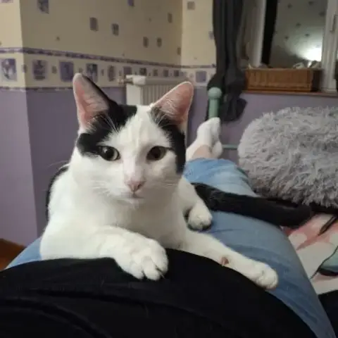 Baloo À Adopter