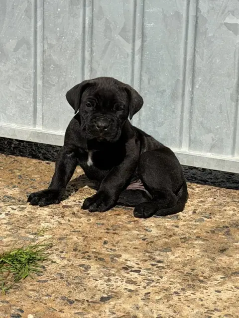 Cane Corso photo 2