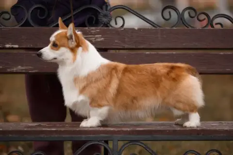 Welsh Corgi Pembroke  Beloved Lord Buddha photo 3