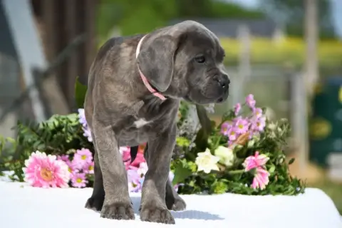 Cane Corso  Collier Rose I Have A Dream photo 3