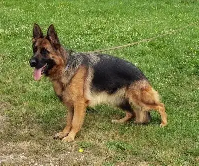Berger Allemand  Chiot Ruban Marron Des Seigneurs Du  7f1dc photo 3