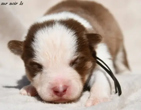Laika De Iakoutie  Chiot 6 Des Legendes De Retz photo 3
