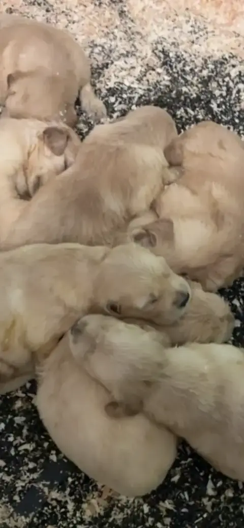 Golden Retriever
