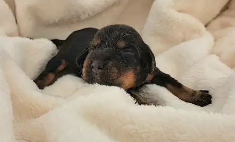 Cocker Spaniel Anglais  Brioche