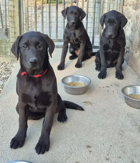 Labrador Retriever  Alia Of Glen Sheallag photo 3