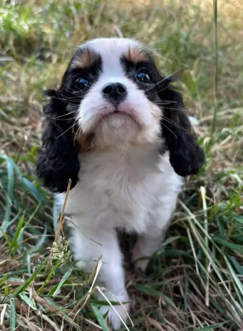 Cavalier King Charles Spaniel 
                       2a581