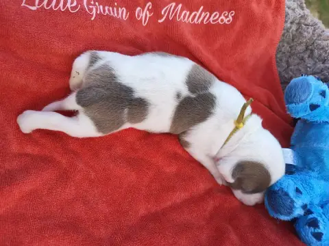 Staffordshire Bull Terrier  Bendita Bomba