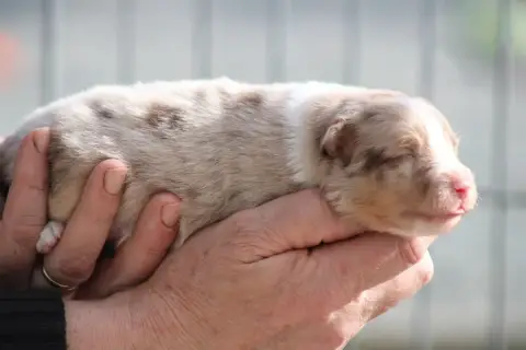 Berger Américain Miniature  Chiot 1 Des Romarins De M be108
