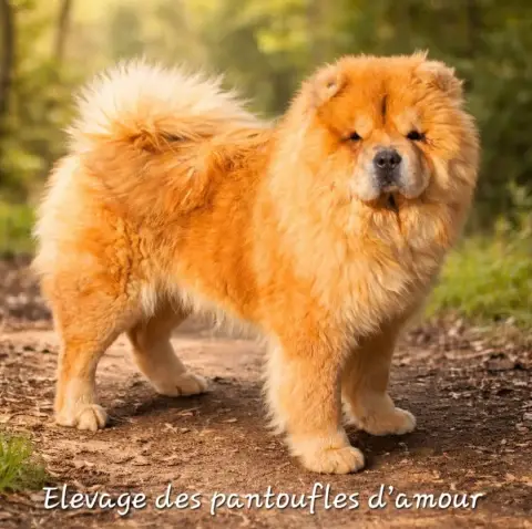Chow Chow  B........... Des Pantoufles D'Amour photo 2