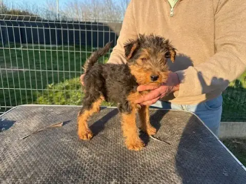Welsh Terrier  Artémis Des Petites Fagnes photo 3