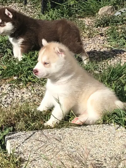 Siberian Husky  Collier Bleu Of The Southern Mountain 04ee3 photo 2