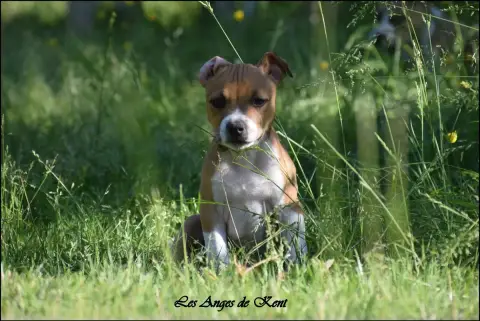 American Staffordshire Terrier  M4 Billy Is A Magical 51c9f