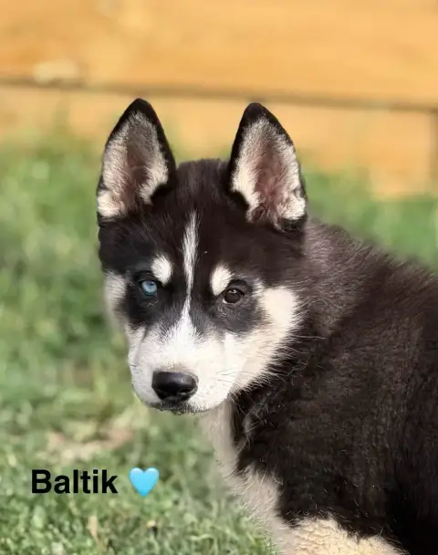 Siberian Husky 
                        Baltik De La  5de6f