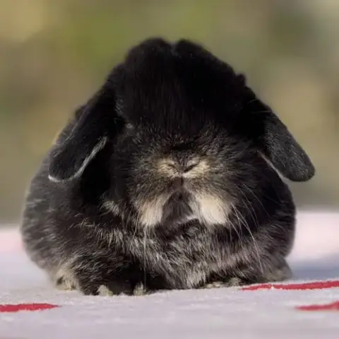 Lapin Bélier Nain Mini Lop