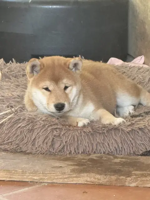 Shiba 
                        Baika De Gadifer De La ae731