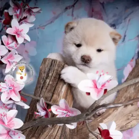 Chiot Mameshiba