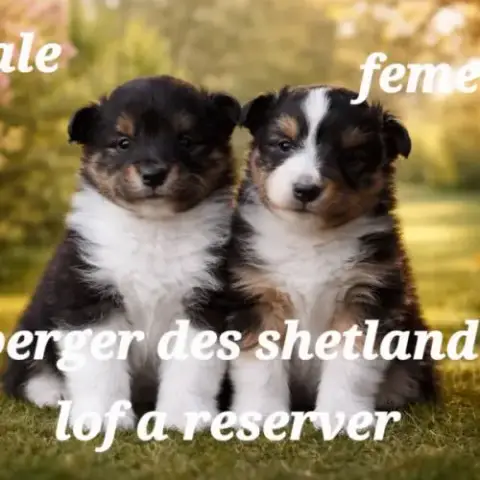 Berger Des Shetland