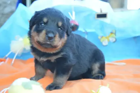 Rottweiler  Collier Rose Des Gardiens De Feu