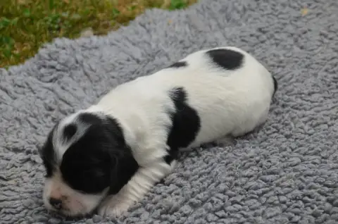 Cocker Spaniel Anglais  Chiot N°2 Bleu Rouan De La Fo 6ded8 photo 2