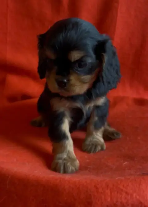 Cavalier King Charles Spaniel  Chiot N°1 Du Souvenir  16be4 photo 2